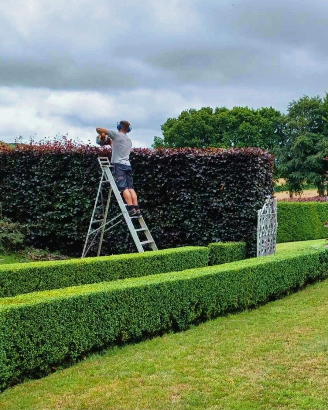 Hedge Trimming